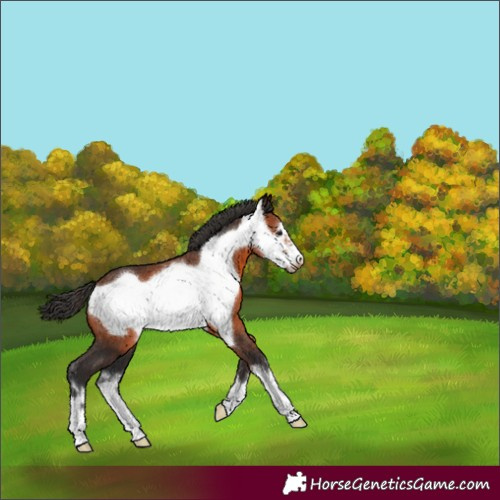 Horse Color:Brown Frame 