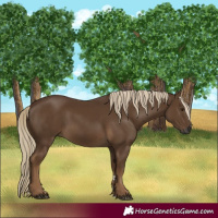 Horse Color:Gray Chocolate Palomino 