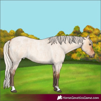 Horse Color:Silver Bay Roan Dun 