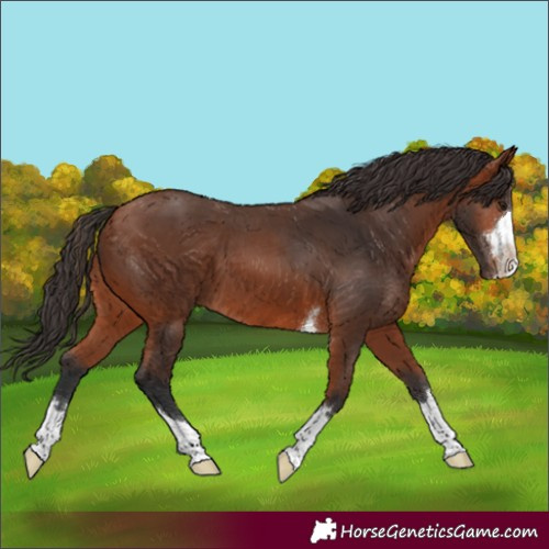 Horse Color:Bay 