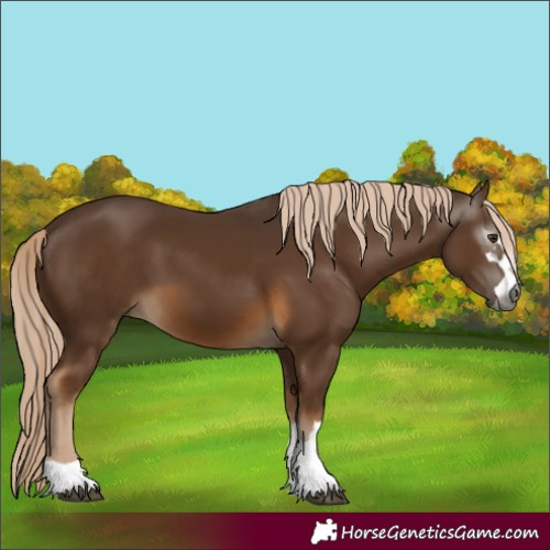 Horse Color:Gray Chocolate Palomino 