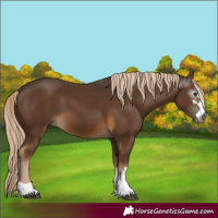 Horse Color:Gray Chocolate Palomino 