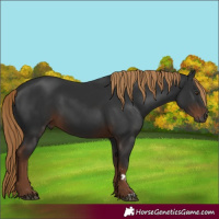 Horse Color:Gray Liver Chestnut 