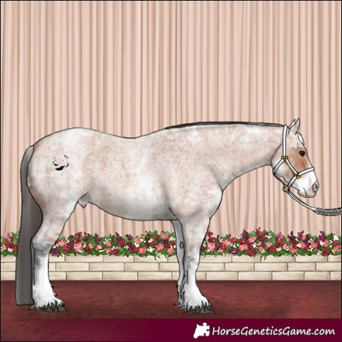 Horse Color:White Spotted Bay Ice Roan 