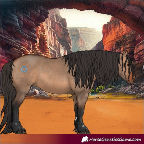 Horse Color:Bay Dun