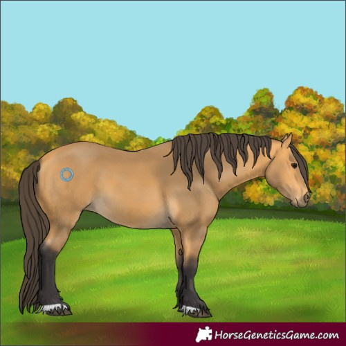 Horse Color:Buckskin 