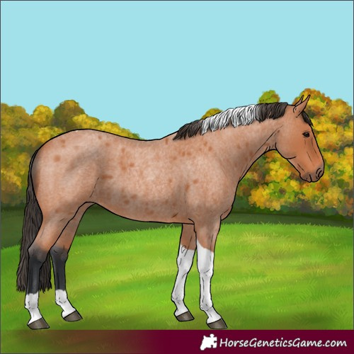 Horse Color:Bay Roan Tobiano