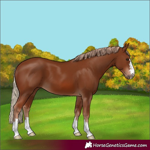 Horse Color:Chestnut 