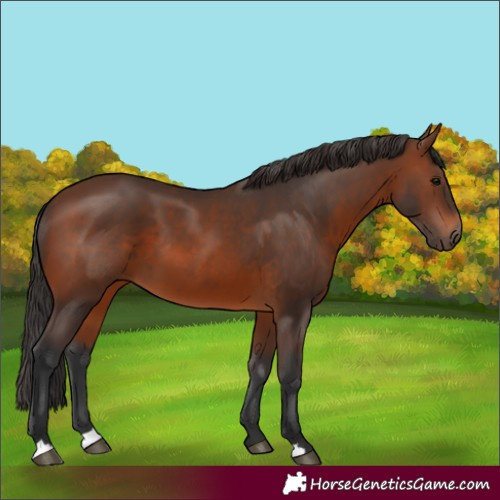 Horse Color:Brown 