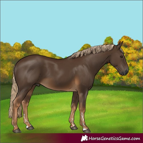 Horse Color:Gray Chocolate Palomino