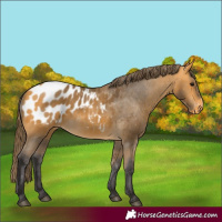 Horse Color:Buckskin Appaloosa
