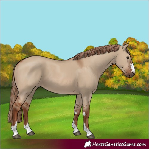 Horse Color:Red Dun 