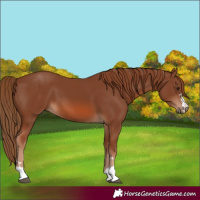 Horse Color:Unknown 