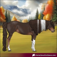 Horse Color:Liver Chestnut Tobiano 