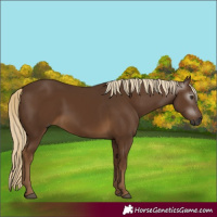 Horse Color:Gray Chocolate Palomino 