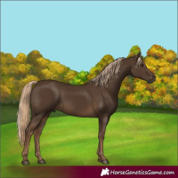 Horse Color:Gray Chocolate Palomino Rabicano