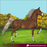 Horse Color:Gray Chocolate Palomino 