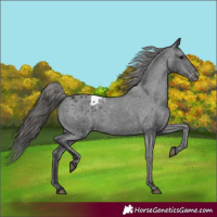 Horse Color:Black Appaloosa Rabicano 