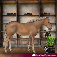Horse Color:Chocolate Palomino Rabicano