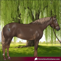 Horse Color:Gray Chocolate Palomino 