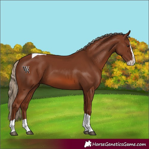 Horse Color:Chestnut Splash Tobiano