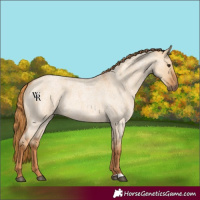 Horse Color:Red Dun Roan
