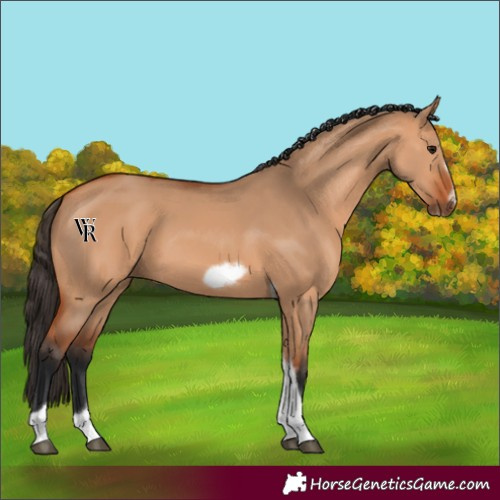 Horse Color:Unknown 