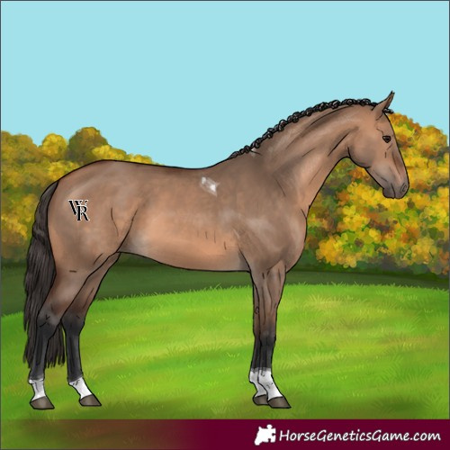Horse Color:Unknown 