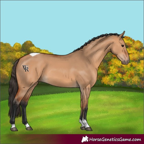 Horse Color:Unknown 