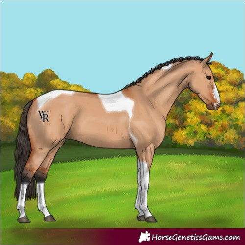 Horse Color:Unknown 