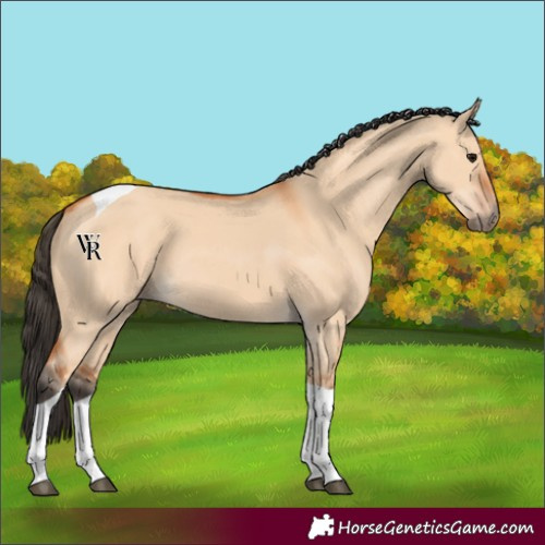 Horse Color:Unknown 