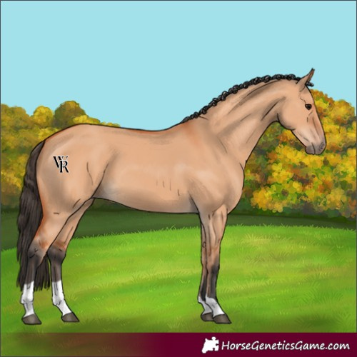 Horse Color:Unknown 