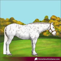 Horse Color:Silver Blue Roan Sabino Splash Appaloosa 