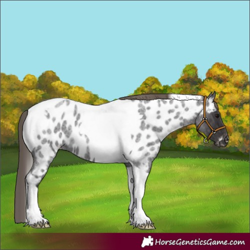 Horse Color:Smoky Blue Roan Tobiano Near Leopard 