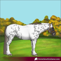 Horse Color:Smoky Blue Roan Tobiano Near Leopard