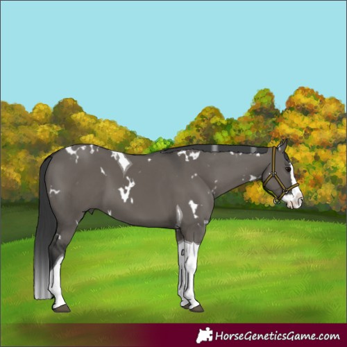 Horse Color:White Spotted Grullo Splash Tobiano 