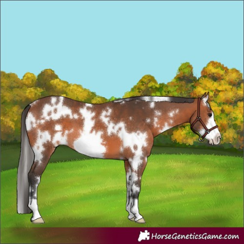 Horse Color:White Spotted Bay Frame