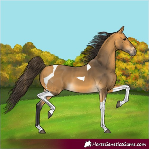 Horse Color:Buckskin Tobiano 