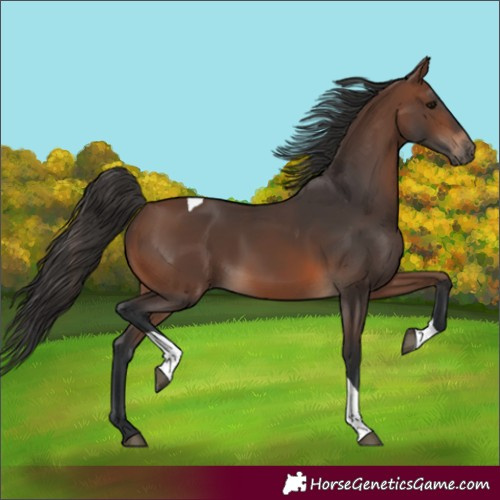 Horse Color:Brown Tobiano Rabicano 