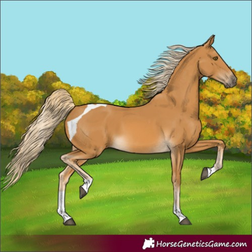 Horse Color:Palomino Tobiano 