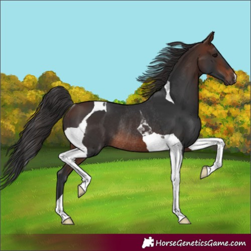 Horse Color:Brown Tobiano Rabicano 