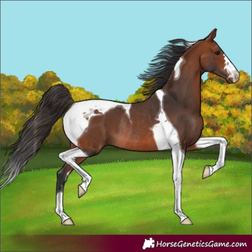 Horse Color:Bay Tobiano Rabicano 