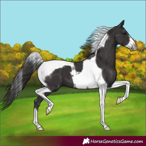 Horse Color:Smoky Black Tobiano Frame 