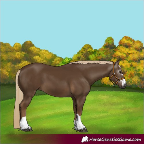 Horse Color:Gray Chocolate Palomino 
