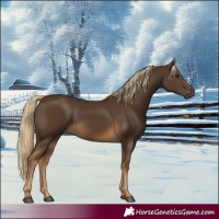 Horse Color:Gray Chocolate Palomino 