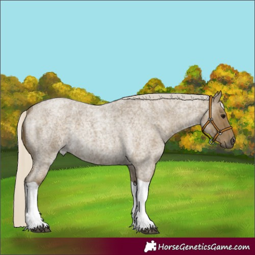 Horse Color:Silver Smoky Blue Roan Tobiano