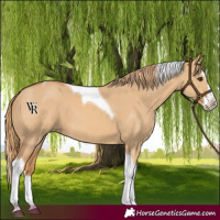 Horse Color:Red Dun Splash Tobiano 