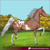 Horse Color:White Spotted Silver Bay Blanket 