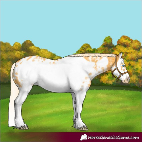 Horse Color:Palomino Sabino Splash Frame Appaloosa