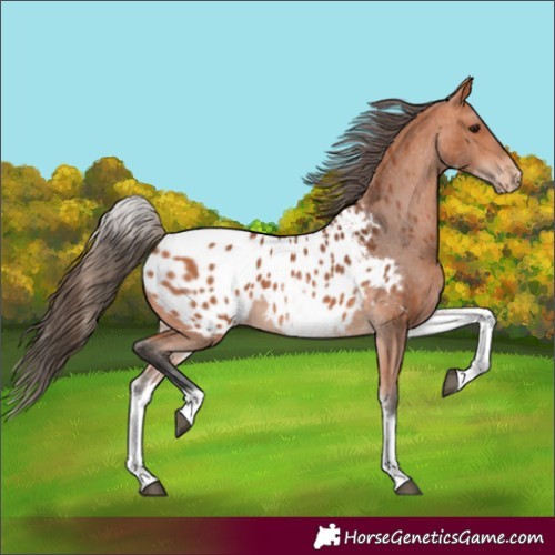 Horse Color:White Spotted Bay Appaloosa 